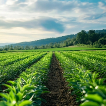 Toniki do twarzy Pure Balance Indigo Toner 200 ml